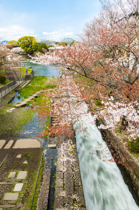 Eaux vives et cerisiers Eaux vives et cerisiers