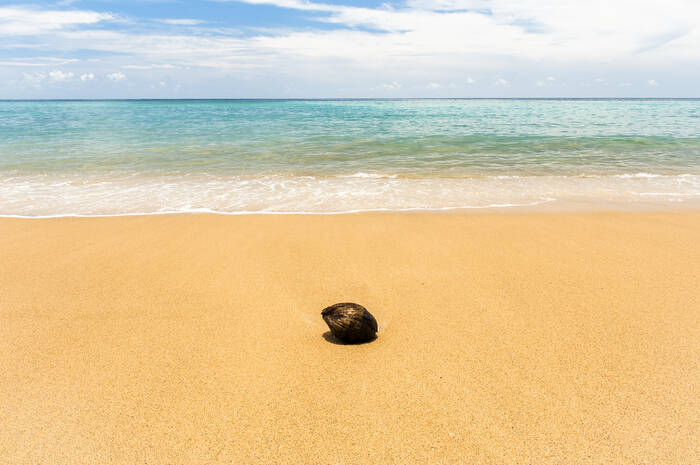 Brytning av kokosnöt Brytning av kokosnöt