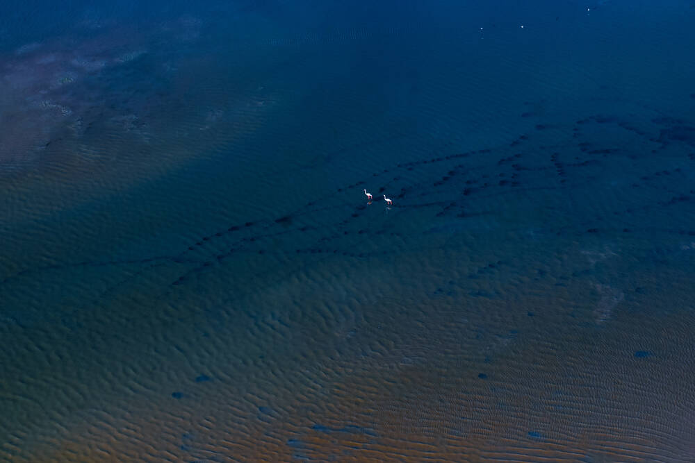 Sine Saloum woestijn Senegal roze flamingo's