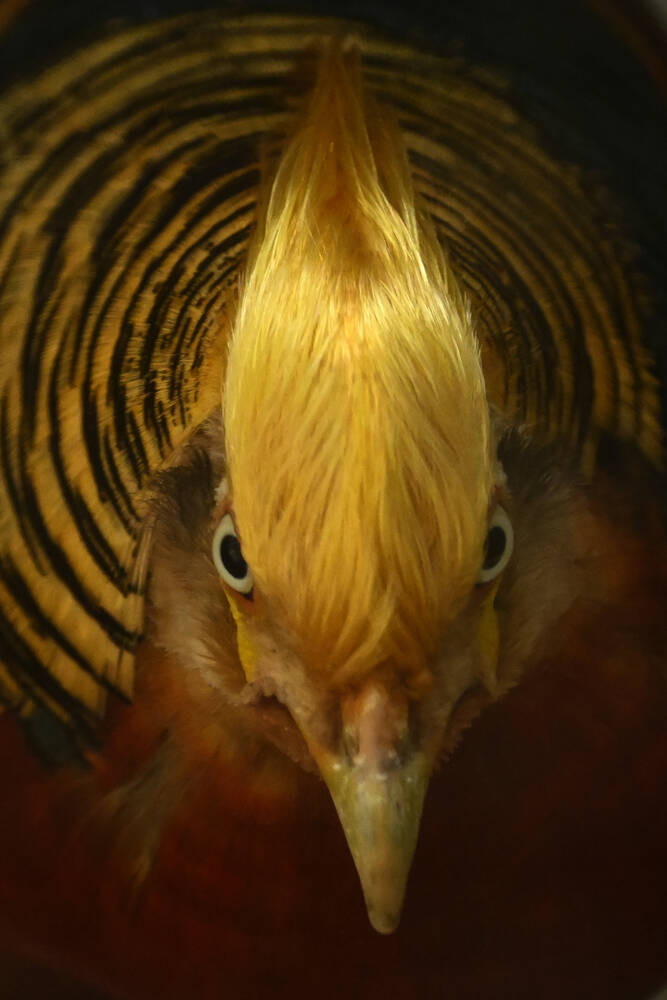 Wilde vogels Senegal Afrika
