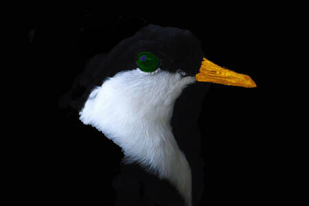 grönögd örn Afrika grönögd örn Afrika