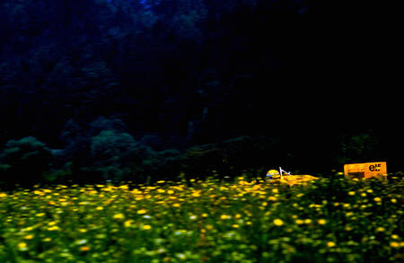 Ayrton Senna in de madeliefjes Ayrton Senna in de madeliefjes