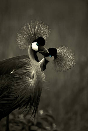 par askkranar Kenya Afrika par askkranar Kenya Afrika