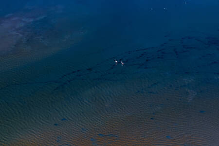 Sine Saloum-öknen Senegal rosa flamingos Sine Saloum-öknen Senegal rosa flamingos
