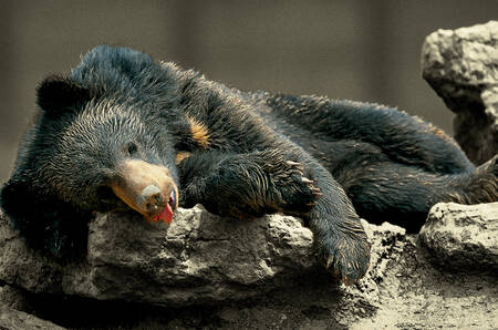 Nallebjörn i vila Kanada Nallebjörn i vila Kanada