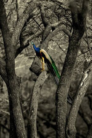 Nordindisk blå påfågel Nordindisk blå påfågel