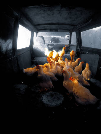 Hönshus i bil Afrika Hönshus i bil Afrika