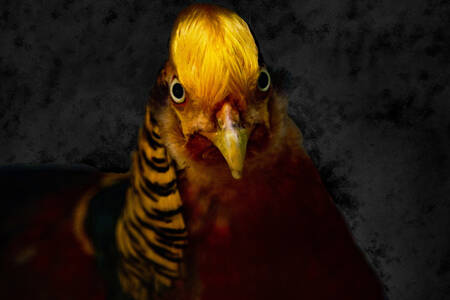 Senegalesisk pool Afrika Senegalesisk pool Afrika