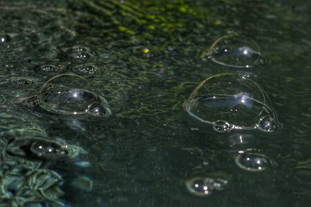 flock av vattennyckelpigor