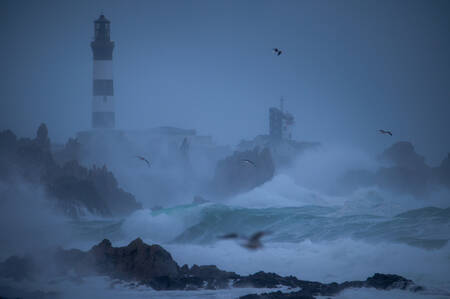 oiseaux bal 2 oiseaux bal 2