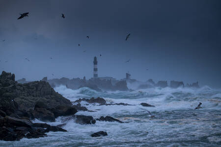 oiseaux bal oiseaux bal