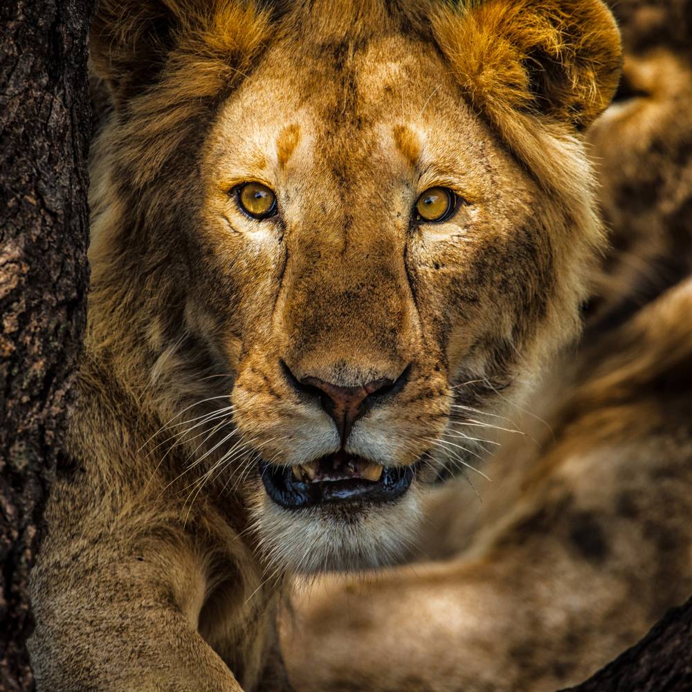 The consciousness of the reign III