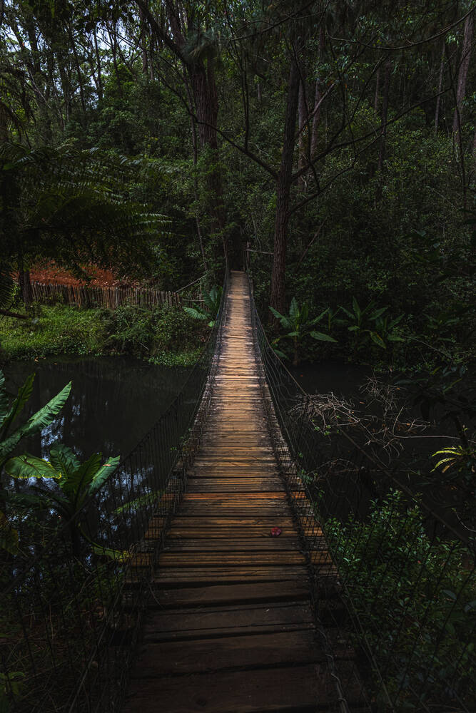 Un pont dans la jungle
