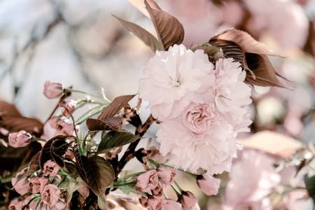 Zoetigheid van weleer Zoetigheid van weleer