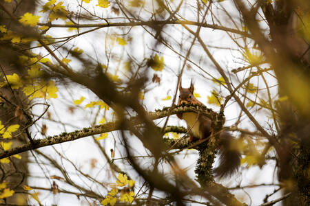 Eekhoorn op het balkon Eekhoorn op het balkon