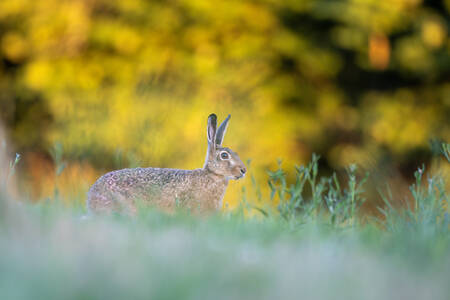 Lièvre d'Europe