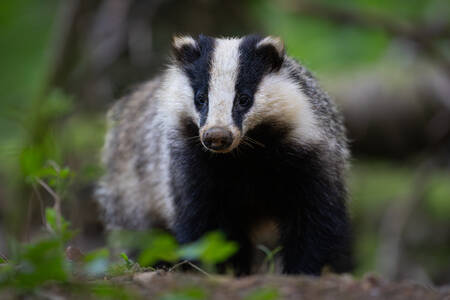 Petit ours des campagnes