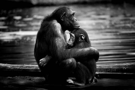 a mother's love a mother's love