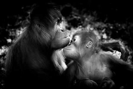 an orangutan mother and her baby an orangutan mother and her baby