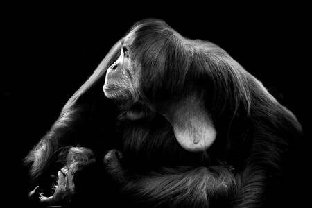 an orangutan mother an orangutan mother