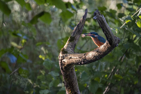 På menyn idag finns nyfångade kräftor På menyn idag finns nyfångade kräftor