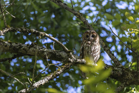 Big Hulotte houdt je in de gaten Big Hulotte houdt je in de gaten