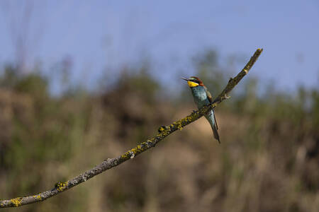 Regenboogkleur Regenboogkleur