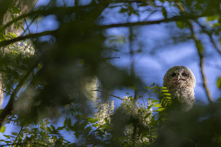 Kleine bal van veren Kleine bal van veren