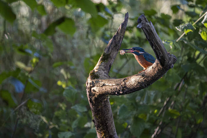 Op het menu staat vandaag vers gevangen rivierkreeft