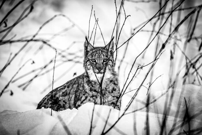 Nascondino Nascondino