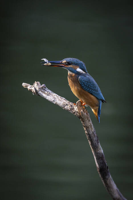 Kingfisher