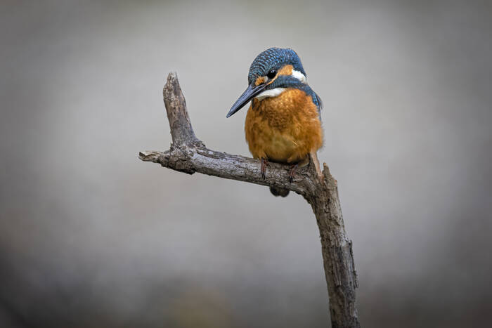 Op de hoge duikplank