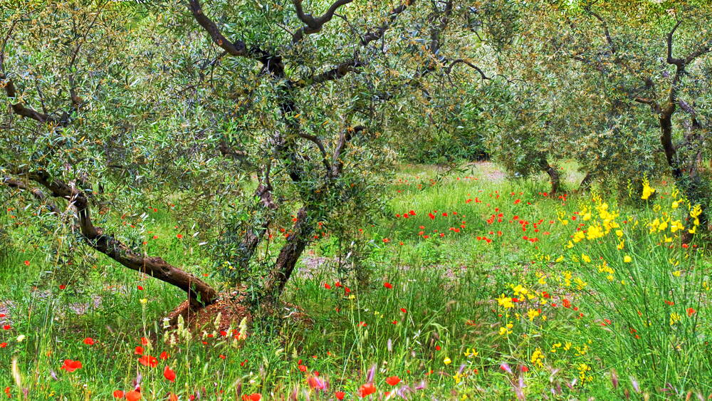Die Olivenbäume der Provence Côte D'azur 2