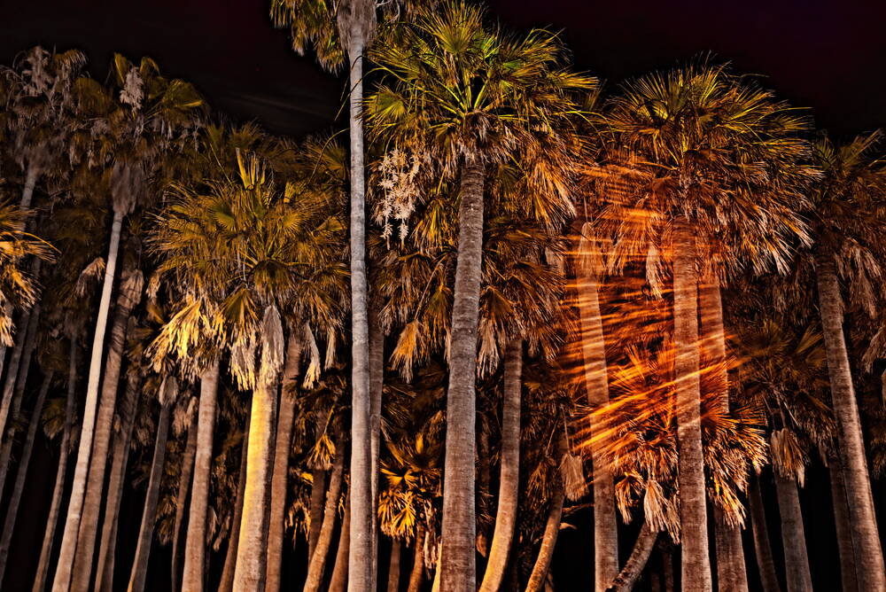 Palmen Nachtwächter