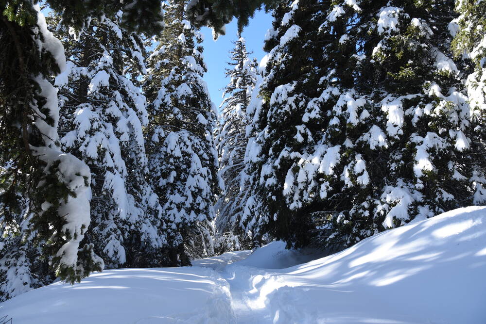 Fir trees in the snow-covered Alps - Photographic print for sale