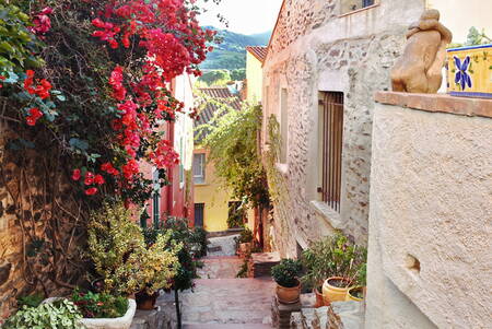 Collioure Pyrenees flowery lane