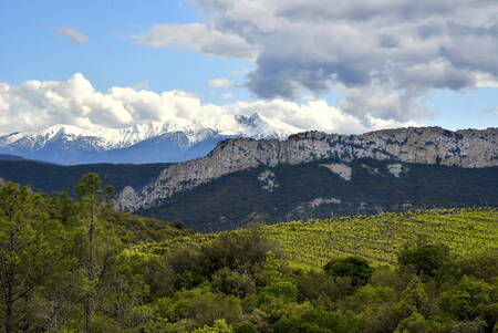 Het Canigou-massief De Pyreneeën De wijngaarden