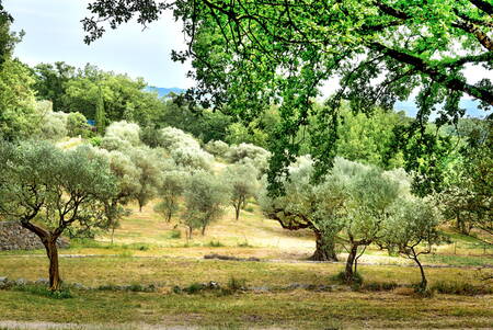 Gli ulivi di Saint Paul de Vence in Costa Azzurra