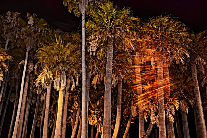 Palmiers veilleurs de nuit Palmiers veilleurs de nuit