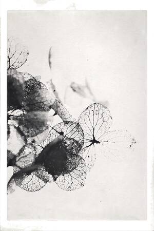 Feuilles05 Feuilles05