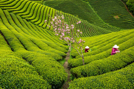 In my garden In my garden