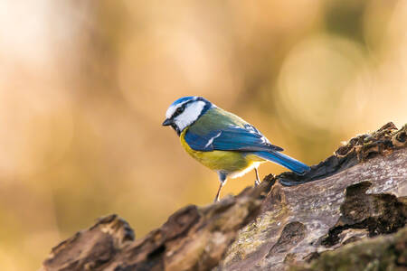 Blue Tit Blue Tit