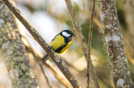 Chestnut tit Chestnut tit