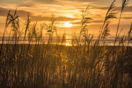 Reeds in the sun Reeds in the sun