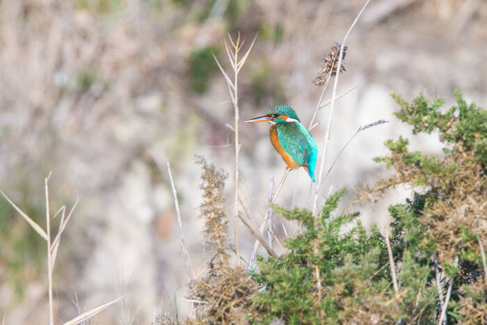 IJsvogel in het riet