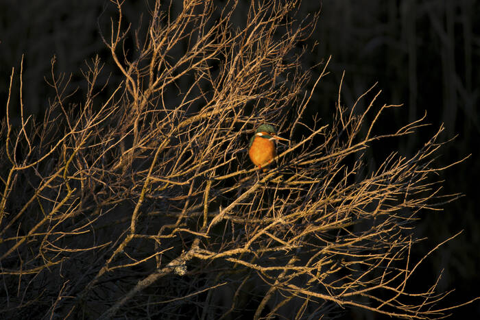 IJsvogel op zijn boom