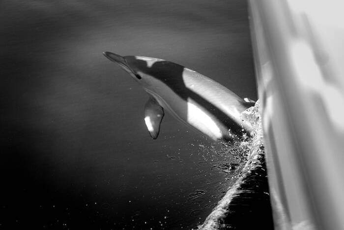 dauphin jouant avec l'étrave d'un voilier dauphin jouant avec l'étrave d'un voilier