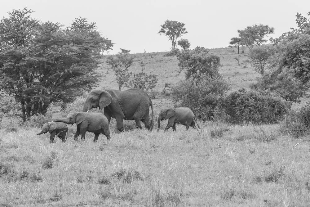 MEDEPLICHTIGHEID TUSSEN OLIFANTEN