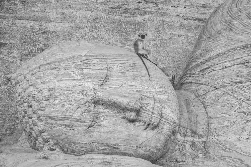 THE BUDDHA AND THE MONKEY