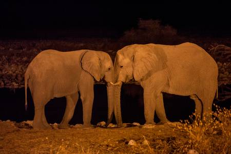 ELEPHANTS COMPLICES ELEPHANTS COMPLICES